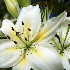 Схема вышивки «белые лилии»