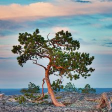 Схема вышивки «сосна»