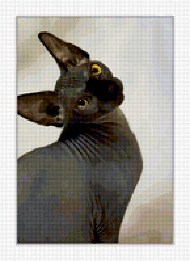 сфинкс - кошки, сфинксы, лысые - предпросмотр