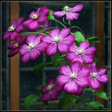 Схема вышивки «Клематис»