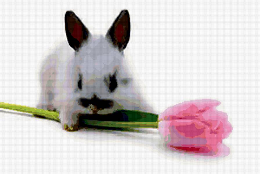 кролик - кролик, животные - предпросмотр