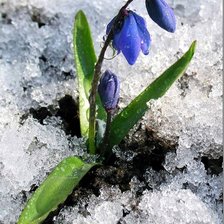 Схема вышивки «подснежник»