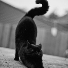 Схема вышивки «кошка»