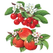 фруктовый аромат