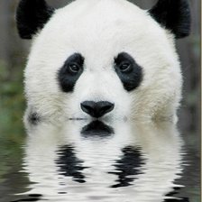 Схема вышивки «панда»