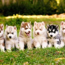 Схема вышивки «маленькие хаски»