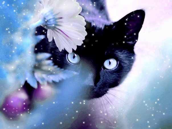 Кошка - кот, кошка, животные - оригинал