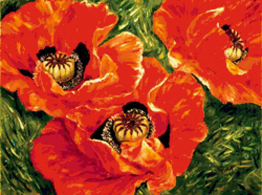 красные маки - цветы - предпросмотр