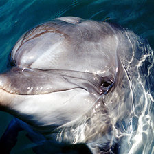 Схема вышивки «дельфин»