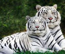 Схема вышивки «белый тигр»