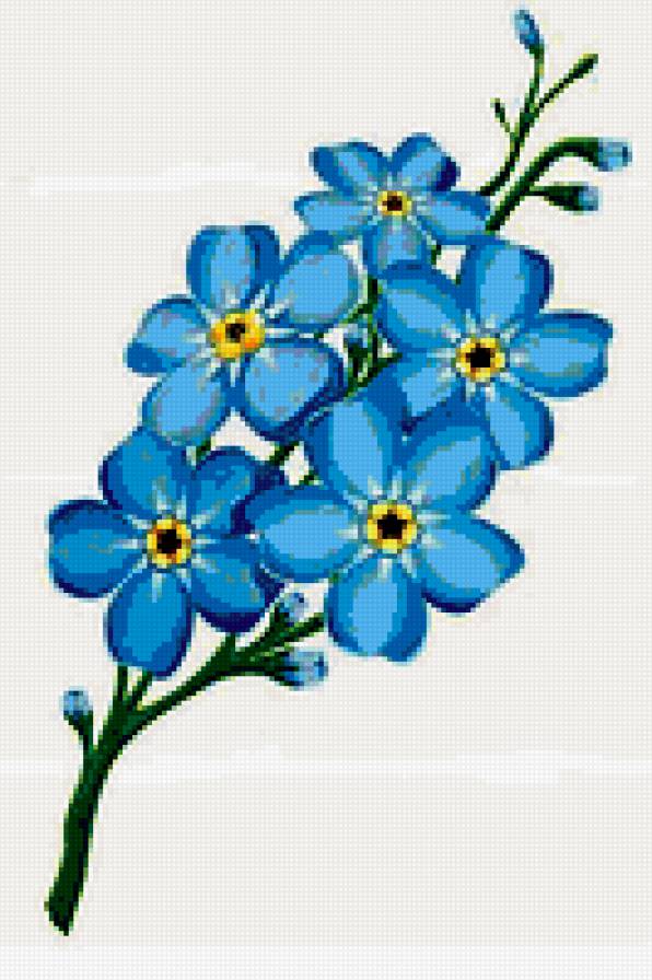 незабудки - цветы незабудки - предпросмотр