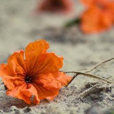 Схема вышивки «Солнышко на земле.»