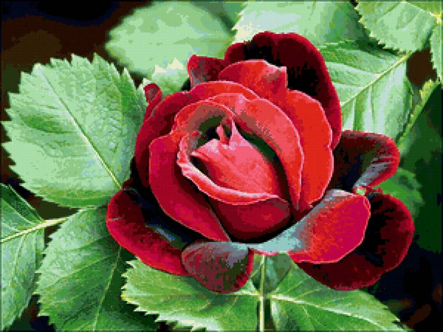 красная роза - цветы - предпросмотр