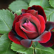 Схема вышивки «красная роза»