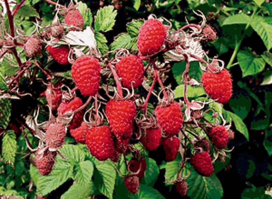 малина - для дома - предпросмотр