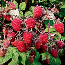 Схема вышивки «малина»