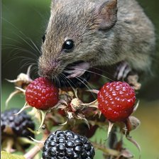 мышка с малинкой