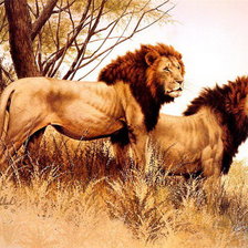 Схема вышивки «Львы»