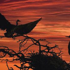 Схема вышивки «птицы»