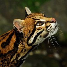 Схема вышивки «Леопард.»