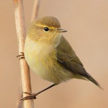 Схема вышивки «подушка.»
