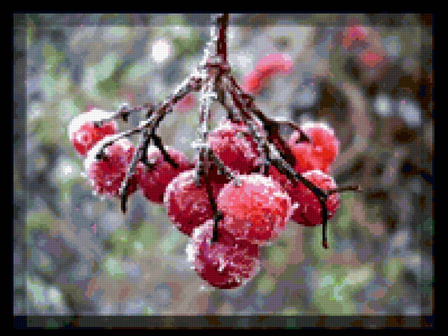 ягода на морозе - зима, ягода - предпросмотр