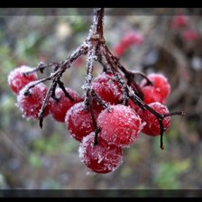 Схема вышивки «ягода на морозе»