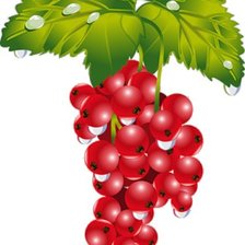 красная смородина