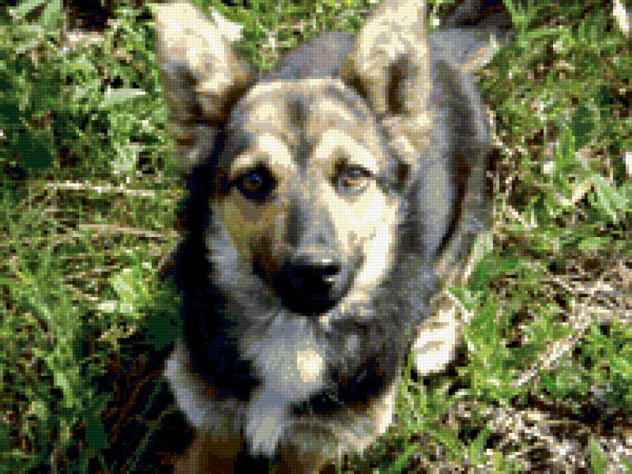 "Верный друг" - предпросмотр