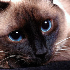 Схема вышивки «Сиам.»