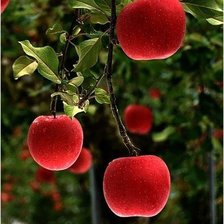 Схема вышивки «№308768»