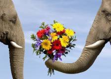 Схема вышивки «№308880»