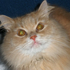 Схема вышивки «кот»