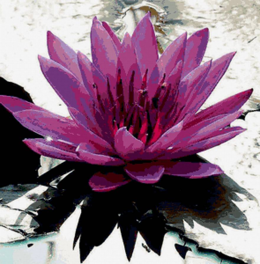 Лотос-1 - цветы - предпросмотр