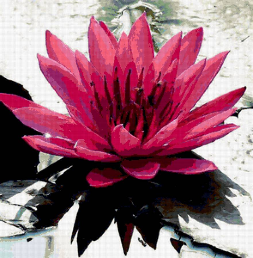 Лотос-2 - цветы - предпросмотр