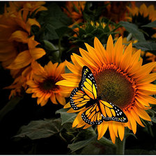 Схема вышивки «цветы»