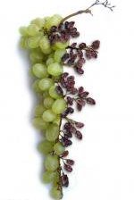 Схема вышивки «№308990»