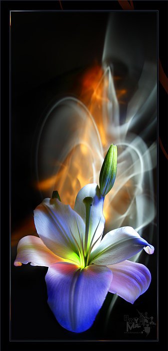 лилии2 - оригинал