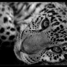 Схема вышивки «№308998»