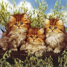 Схема вышивки «Кошечки»