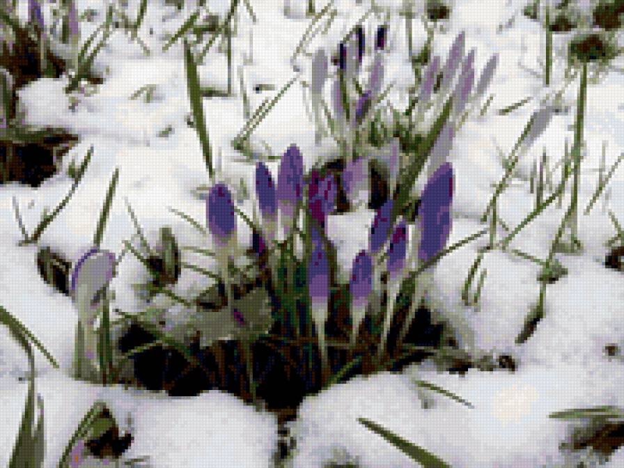 Пролески - предпросмотр