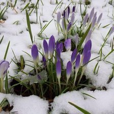 Схема вышивки «Пролески»