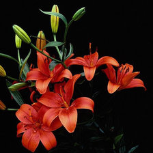 Схема вышивки «красные лилии»