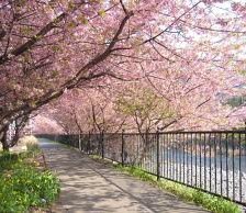 Схема вышивки «sakura»