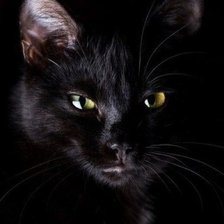 Схема вышивки «Кошка»