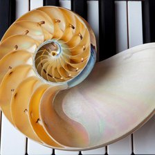 Схема вышивки «Ракушка на рояле»