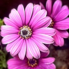 Схема вышивки «Герберы»