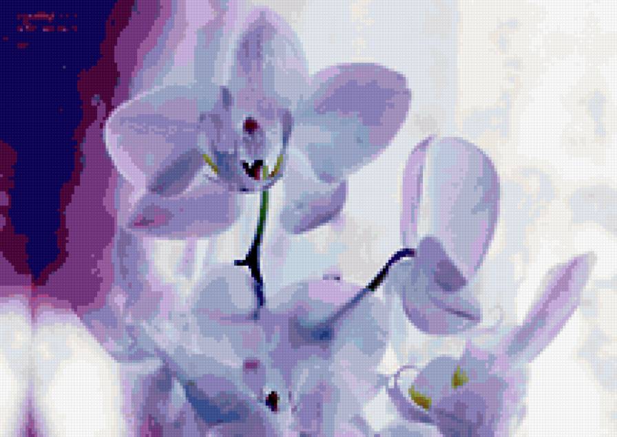 Орхидеи - цветы, орхидеи - предпросмотр