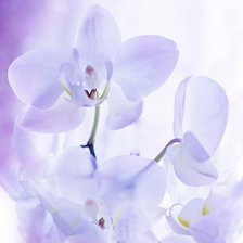 Схема вышивки «Орхидеи»