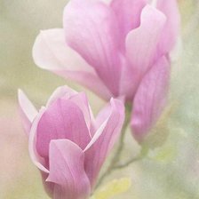 Схема вышивки «№309554»